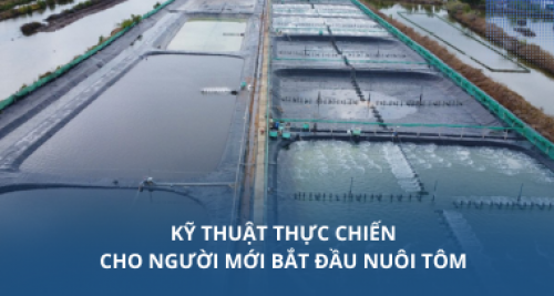 Kỹ thuật thực chiến cho người mới bắt đầu nuôi tôm